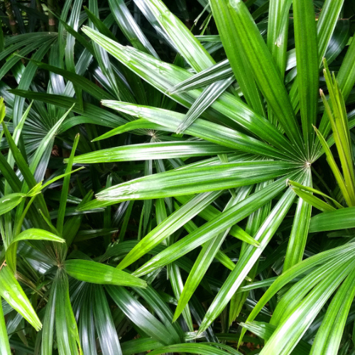 FSS Saw Palmetto Extract G PF